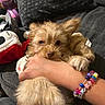 Caramelo is registered to the contest to win money with this photo: animal, beads, bracelet, close_up, couch, cozy, cute, dog, fluffy, fur, hand, home, indoor, pet, pillow, relaxing, resting, small_dog, stuffed_toy, toy