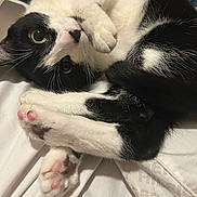 Silvestre joined the competition — help win amazing prizes! cat, black_and_white, pet, cute, paw_pads, fur, whiskers, indoor, sleeping, relaxed, close_up, animal, mammal, cozy, soft, curled_up, bed, resting, cute_animal, feline