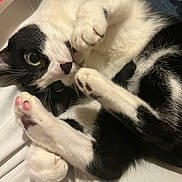 Sylvester is registered to the contest to win money with this photo: cat, black_and_white, paw_pads, green_eyes, fur, cute, pet, animal, indoor, close_up, cozy, playful, resting, whiskers, soft, cuddle, feline, curled_up, sleepy, domestic