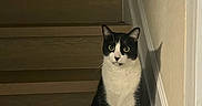 Sylvester is registered to the contest to win money with this photo: alert, animal, black_and_white, cat, curious, domestic_cat, ears, feline, home, indoor, looking, pet, quiet, shadow, sitting, stairs, still_life, wall, whiskers, wooden_stairs