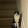 Sylvester is registered to the contest to win money with this photo: cat, black_and_white, stairs, wooden_stairs, indoor, pet, animal, sitting, curious, shadow, wall, home, feline, domestic_cat, quiet, still_life, looking, alert, whiskers, ears