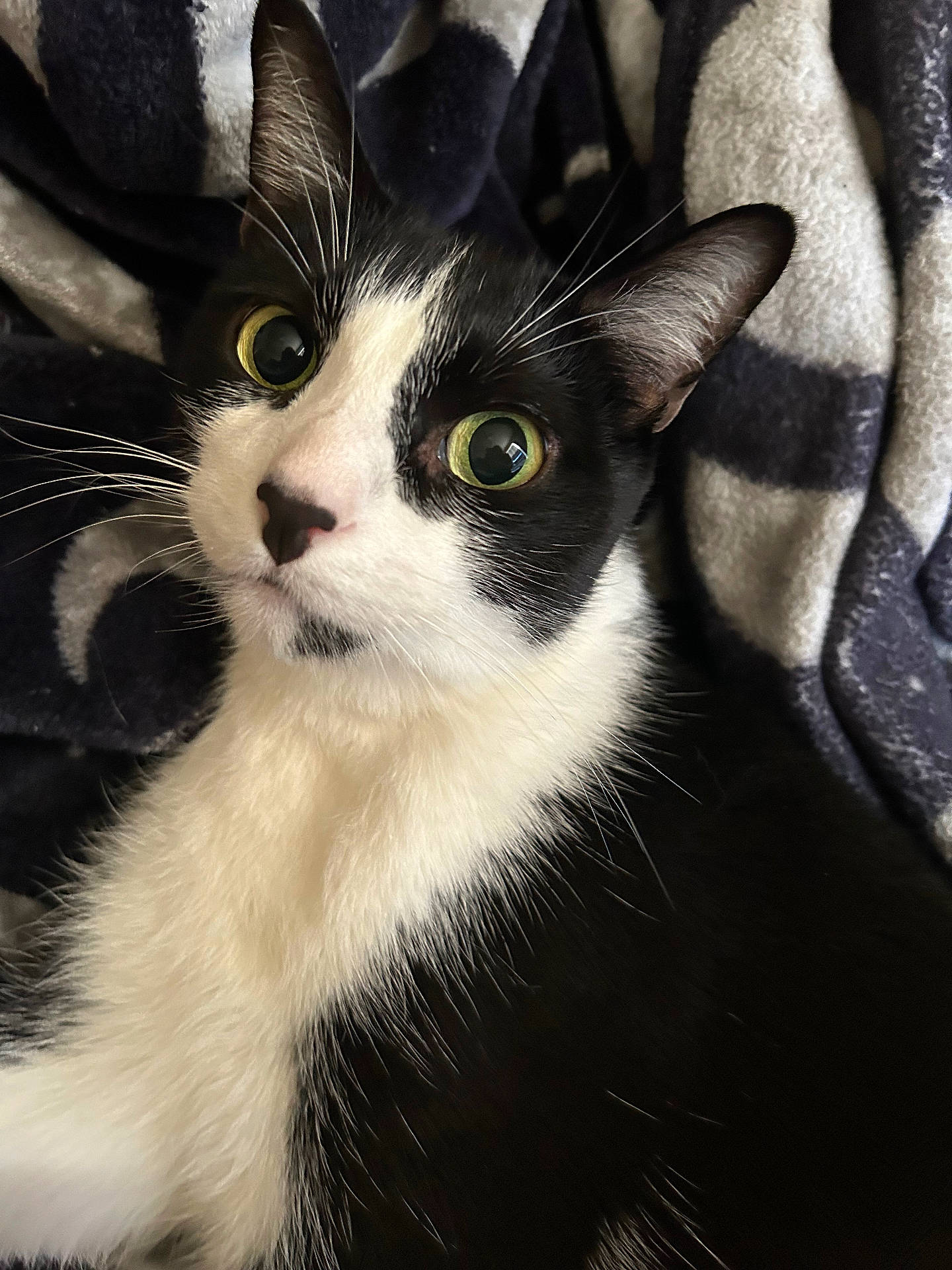 Sylvester