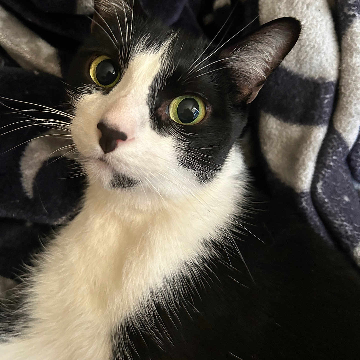 Sylvester