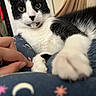 Sylvester joined the competition — help win amazing prizes! cat, black_and_white, paw, hand, blanket, pattern, moon, star, indoor, close_up, pet, fur, whiskers, relaxed, curious, touching, human_interaction, animal, comfort, bed