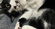 Sylvester is registered to the contest to win money with this photo: cat, black_and_white, pet, animal, feline, cute, paw, whiskers, fur, eyes, indoor, cozy, blanket, sleepy, relaxed, closeup, portrait, lying_down, curious, soft
