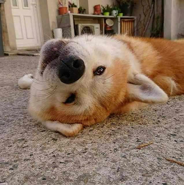 Saïko