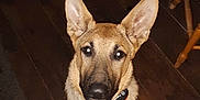 Missy joined the competition — help win amazing prizes! dog, pet, canine, ears, collar, tag, wooden_floor, brown, indoor, chair, flooring, animal, looking_up, sitting, domestic_animal, fur, flash, night, home, curious