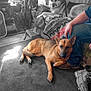 Missy is registered to the contest to win money with this photo: dog, german_shepherd, carpet, couch, blanket, person, leg, indoor, furniture, footwear, plant, fan, sitting, resting, leash, home, cozy, light, shadow, relaxation