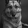 Zoey is registered to the contest to win money with this photo: alert, animal, black_and_white, canine, close_up, dog, ears, expression, eyes, face, fur, german_shepherd, laying_down, monochrome, muzzle, pet, portrait, snout, studio, whiskers