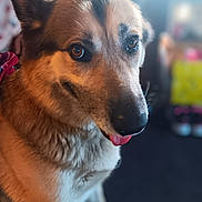 Zoey is registered to the contest to win money with this photo: animal, black, blurry_background, brown, canine, close_up, companion, cute, dog, ears, eyes, friendly, fur, happy, indoors, muzzle, pet, portrait, snout, tongue_out