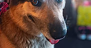 Zoey is registered to the contest to win money with this photo: animal, black, blurry_background, brown, canine, close_up, companion, cute, dog, ears, eyes, friendly, fur, happy, indoors, muzzle, pet, portrait, snout, tongue_out