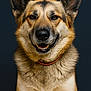 dog, canine, pet, portrait, smiling, fur, ears, collar, animal, studio, closeup, friendly, alert, brown, beige, black, muzzle, nose, teeth, background
