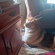Zoey is registered to the contest to win money with this photo: dog, indoor, furniture, wooden_cabinet, blanket, quilt, window, natural_light, curious, pet, resting, cozy, home, carpet, cushion, living_room, animal, ears, fur, portrait