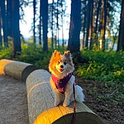 Luna is registered to the contest to win money with this photo: dog, forest, log, harness, leash, sunlight, outdoor, nature, tree, path, pet, canine, happy, animal, daylight, smiling, wood, greenery, park, walking