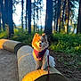 dog, forest, log, harness, leash, sunlight, outdoor, nature, tree, path, pet, canine, happy, animal, daylight, smiling, wood, greenery, park, walking