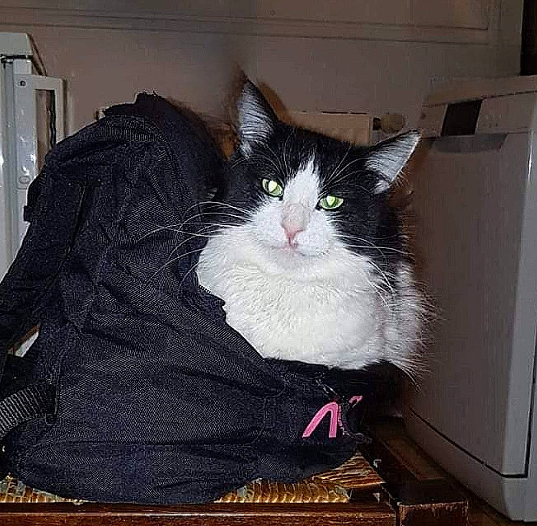 Gaston a rejoint le concours — aidez-le/la à gagner de superbes lots ! box, cardboard, carnivore, cat, cat_supply, comfort, domestic_short_haired_cat, drawer, felidae, flooring, formal_wear, fur, grey, packaging_and_labeling, paper_product, pet_supply, sitting, small_to_medium_sized_cats, tail, whiskers