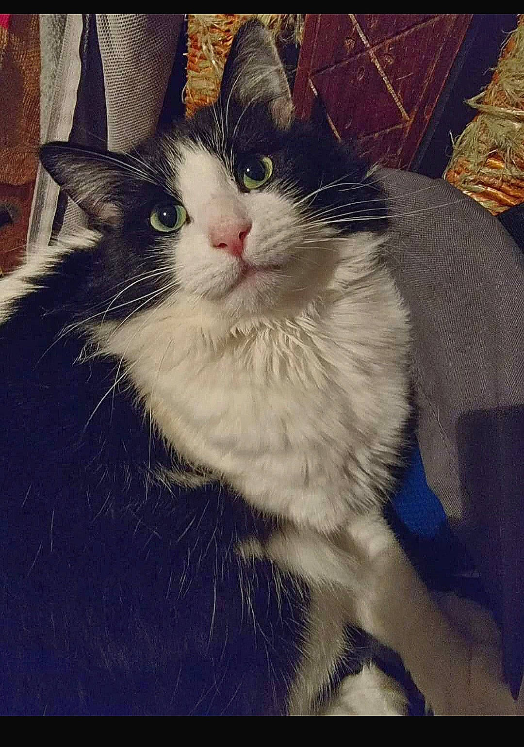 Gaston participe au concours pour gagner de l'argent avec cette photo : carnivore, cat, claw, comfort, domestic_short_haired_cat, felidae, fur, happy, paw, photo_caption, rectangle, sitting, small_to_medium_sized_cats, snout, square, tail, tints_and_shades, whiskers, window