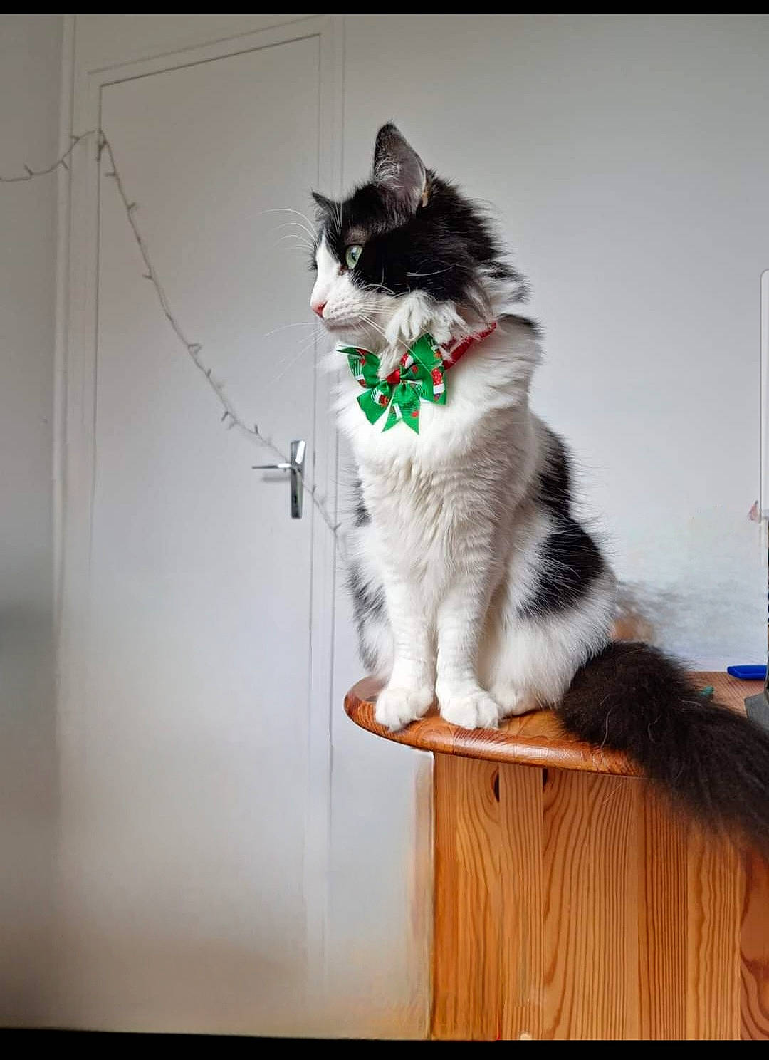 Gaston participe au concours pour gagner de l'argent avec cette photo : carnivore, cat, darkness, door, felidae, fur, rectangle, sitting, small_to_medium_sized_cats, tail, whiskers, window, wood