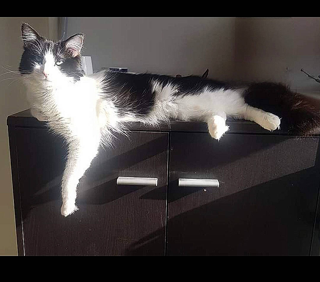 Gaston a rejoint le concours — aidez-le/la à gagner de superbes lots ! art, carnivore, cat, darkness, event, felidae, flash_photography, fur, lighting, monochrome, monochrome_photography, paw, rectangle, shadow, sky, small_to_medium_sized_cats, tail, tints_and_shades, whiskers, wing