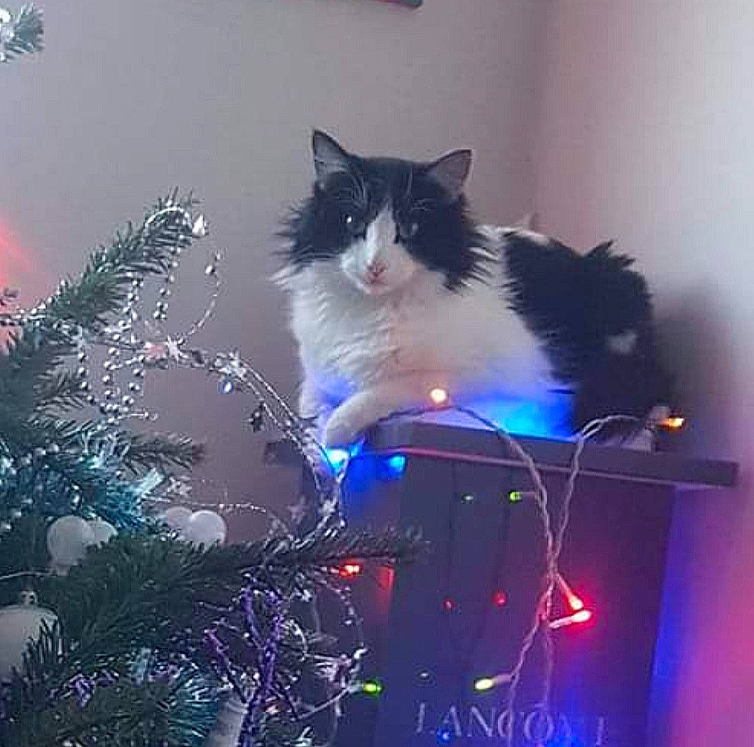 Gaston a rejoint le concours — aidez-le/la à gagner de superbes lots ! automotive_lighting, carnivore, cat, christmas_decoration, christmas_ornament, darkness, electric_blue, event, felidae, fur, holiday, midnight, night, ornament, small_to_medium_sized_cats, space, tail, whiskers, window, winter