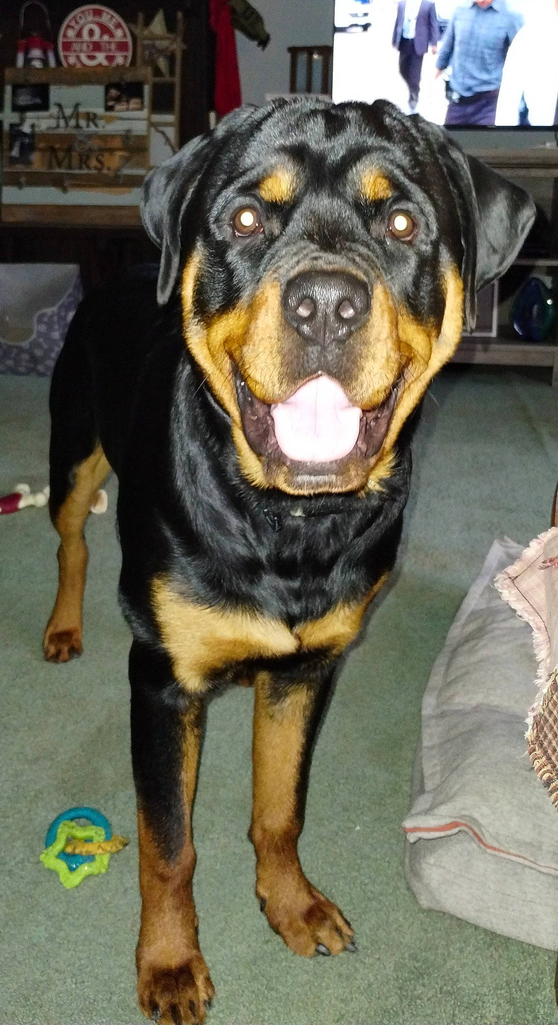 Roman is registered to the contest to win money with this photo: canidae, carnivore, collar, companion_dog, dog, dog_breed, fur, guard_dog, plant, rottweiler, snout, sporting_group, terrestrial_animal, working_animal, working_dog