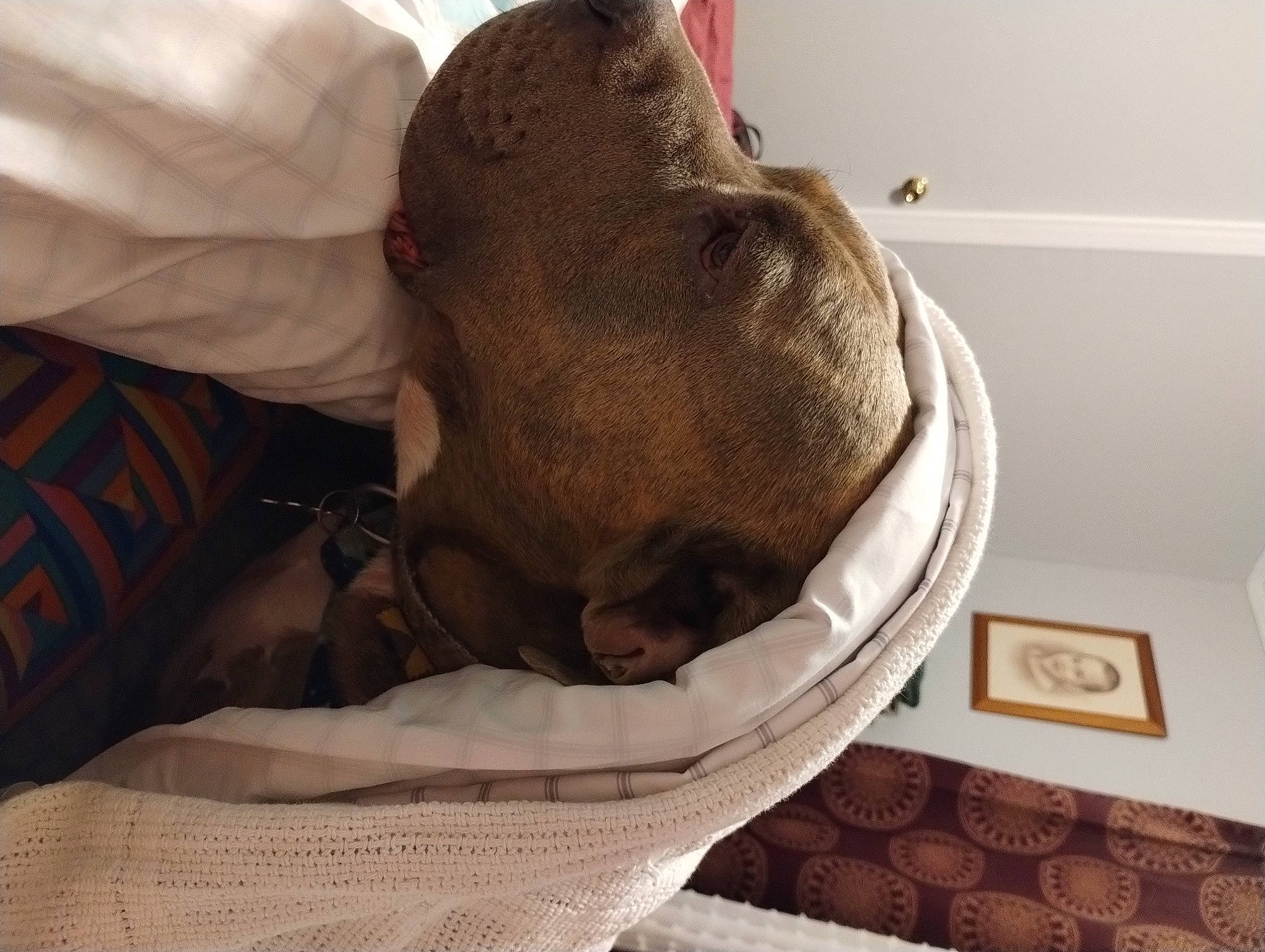 Rebel joined the competition — help win amazing prizes! carnivore, comfort, companion_dog, dog, dog_breed, dog_supply, fawn, felidae, fur, linens, liver, pet_supply, room, small_to_medium_sized_cats, snout, sporting_group, whiskers, wood, working_animal, wrinkle