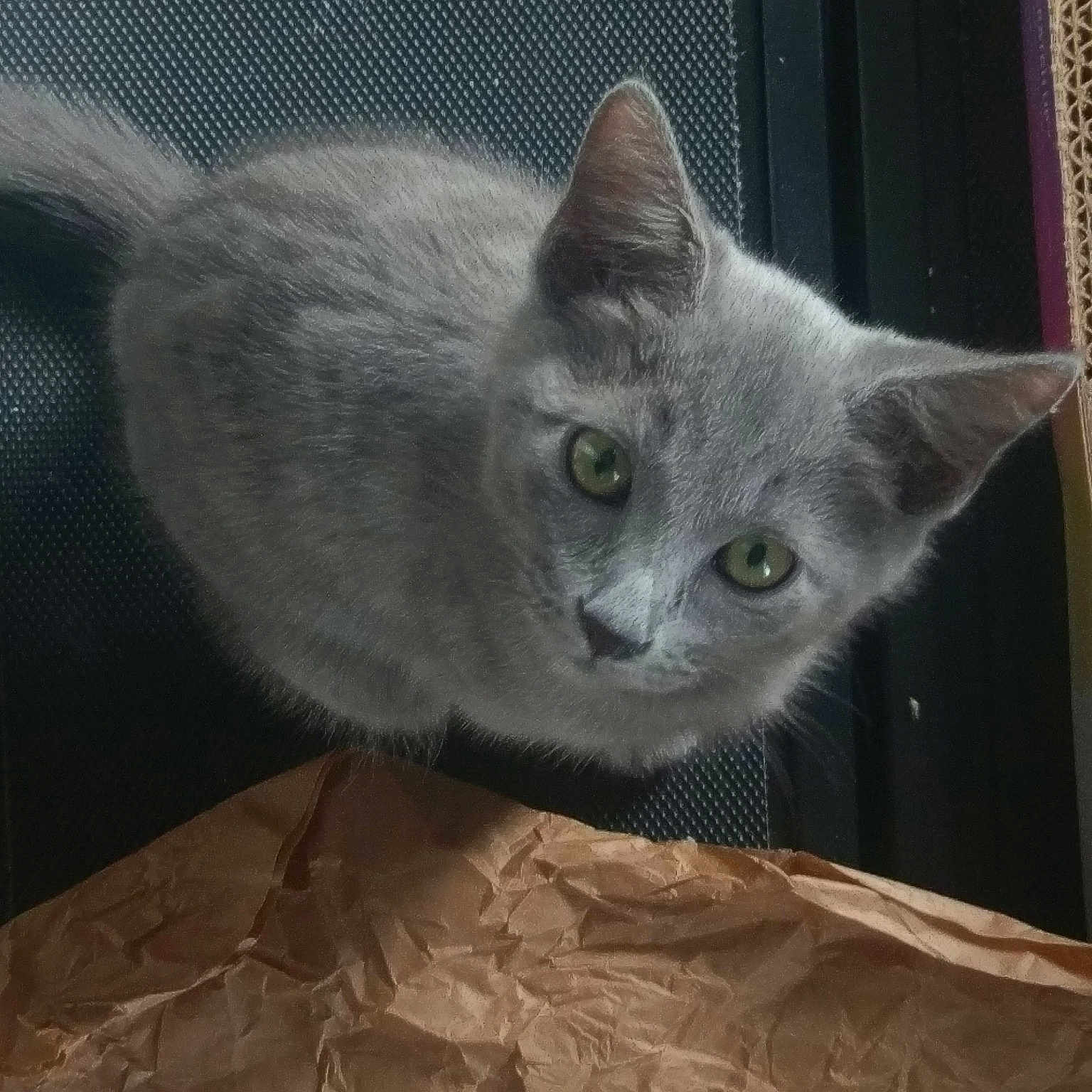 Eva joined the competition — help win amazing prizes! british_shorthair, burmese, burmilla, carnivoran, cat, cat_like_mammal, chartreux, domestic_short_haired_cat, european_shorthair, fauna, kitten, korat, nebelung, russian_blue, small_to_medium_sized_cats, snout, whiskers