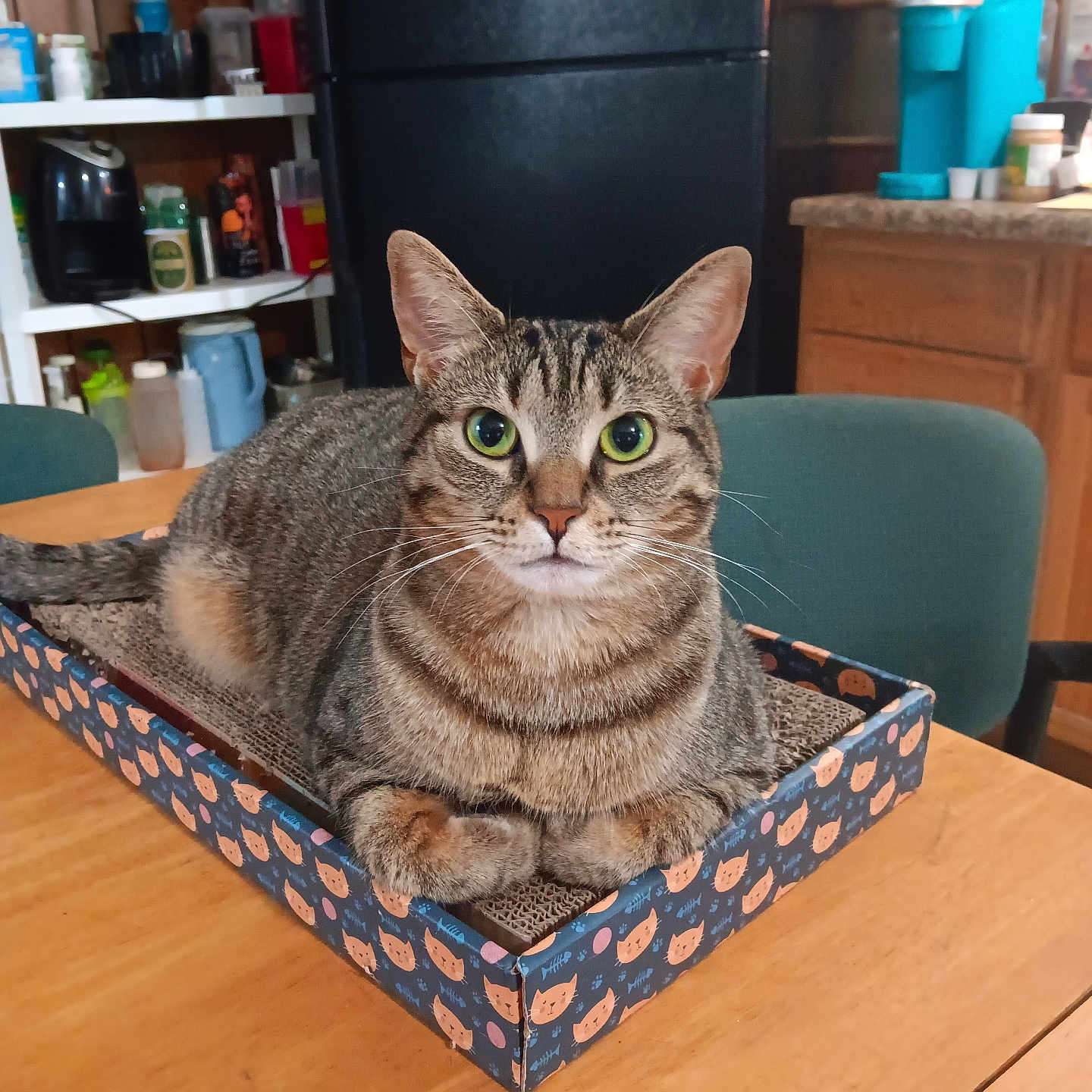 Cheetah joined the competition — help win amazing prizes! abyssinian, animal, appliance, bookcase, box, cat, chair, closet, cup, device, drawer, electricaldevice, furniture, hardwood, person, pet, plywood, refrigerator, shelf, wood
