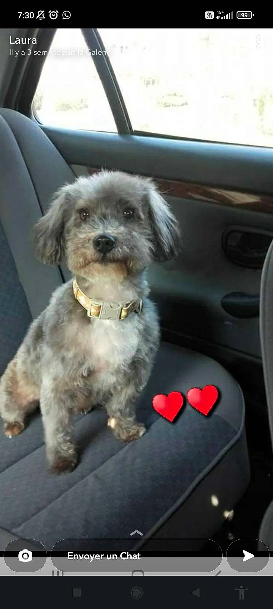 Cachou participe au concours pour gagner de l'argent avec cette photo : car, car_seat, carnivore, companion_dog, dog, dog_breed, dog_collar, fur, labradoodle, motor_vehicle, shih_poo, small_terrier, sporting_group, terrier, toy_dog, vehicle, vehicle_door, water_dog, windshield, working_animal