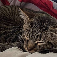 Atlas is registered to the contest to win money with this photo: cat, tabby, sleeping, cozy, pet, animal, fur, whiskers, ears, blanket, indoor, resting, cute, closeup, face, soft, comfort, domestic, feline, relaxed