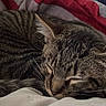 cat, tabby, sleeping, cozy, pet, animal, fur, whiskers, ears, blanket, indoor, resting, cute, closeup, face, soft, comfort, domestic, feline, relaxed