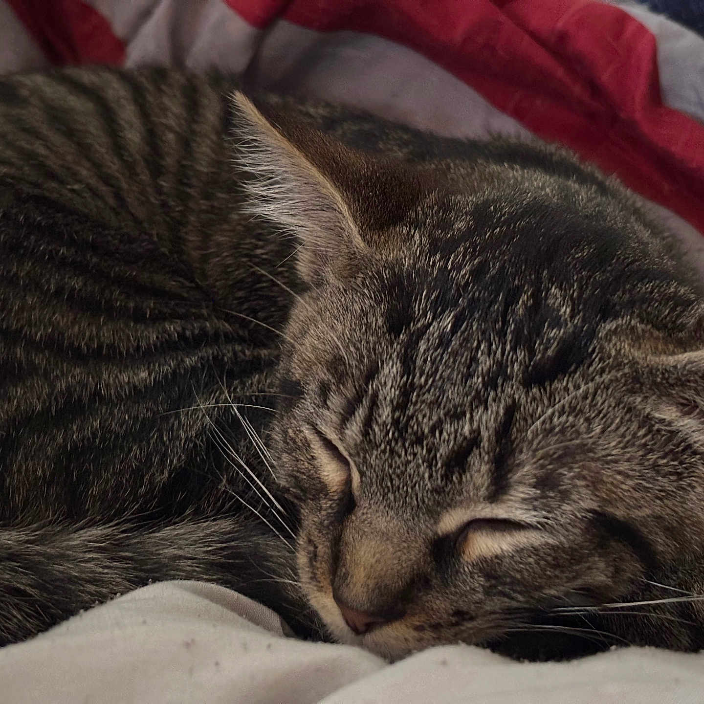 Atlas is registered to the contest to win money with this photo: cat, tabby, sleeping, cozy, pet, animal, fur, whiskers, ears, blanket, indoor, resting, cute, closeup, face, soft, comfort, domestic, feline, relaxed