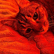 Misty joined the competition — help win amazing prizes! cat, tabby, close_up, face, whiskers, fur, ear, blanket, texture, cozy, resting, pet, animal, indoor, soft, warm_light, orange_tone, relaxing, sleepy, comfort