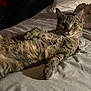 cat, tabby, bed, indoor, pet, feline, fur, relaxed, animal, whiskers, sleepy, cute, domestic, mammal, resting, one_animal, eyes, portrait, cozy, blanket