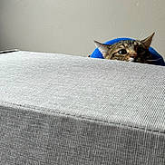 Jaime joined the competition — help win amazing prizes! alert, animal, cat, close_up, curious, cute, ears, feline, gray_surface, hiding, indoor, looking, mischievous, peeking, pet, playful, textured, wall, whiskers, wide_eyes