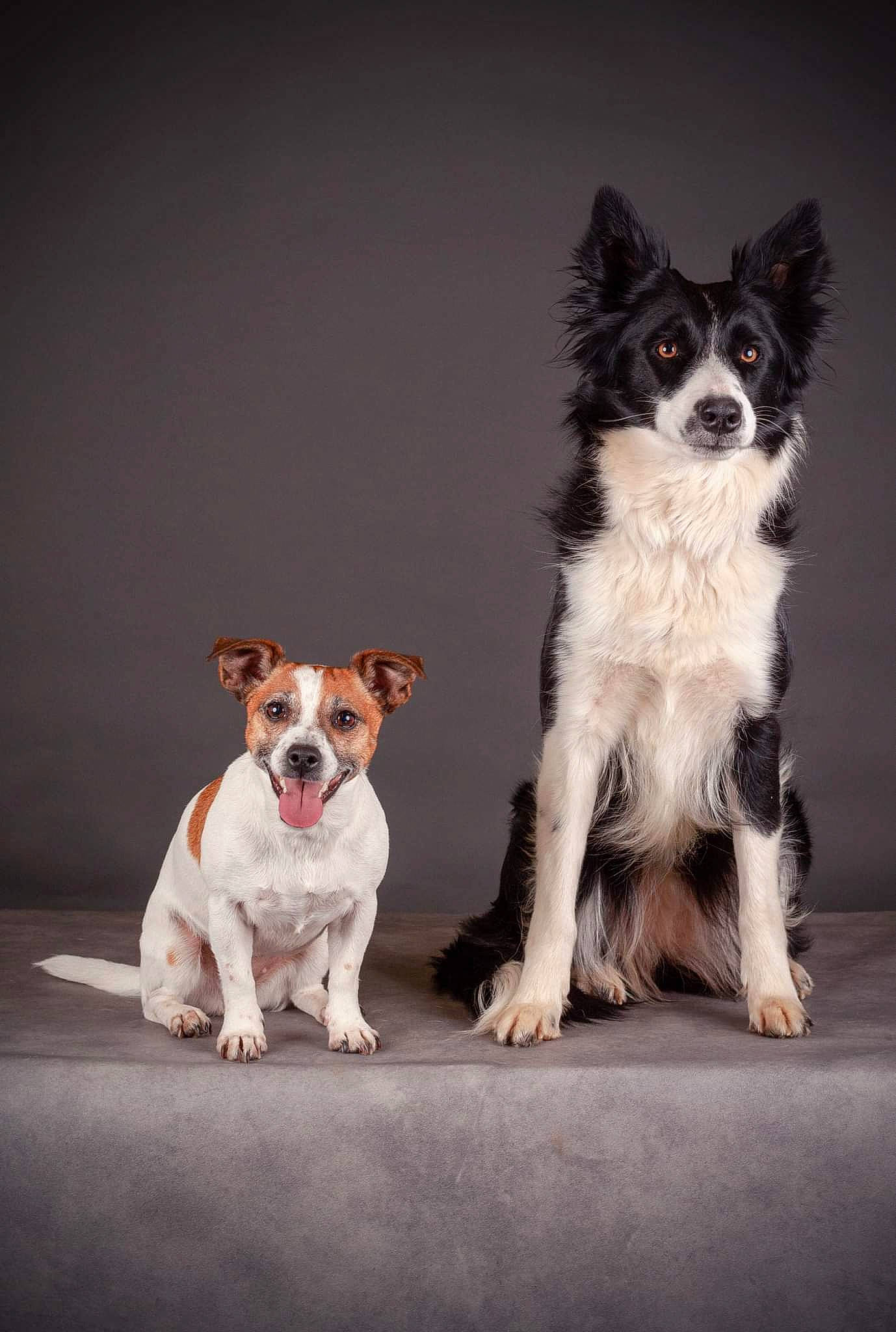 Joyce participe au concours pour gagner de l'argent avec cette photo : bored, canidae, carnivore, companion_dog, dog, dog_breed, dog_supply, fur, mammal, non_sporting_group, paw, snout, sporting_group, still_life_photography, tail, terrier, toy_dog, vertebrate, whiskers, working_animal