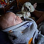 baby, blanket, dog, poodle, indoor, person, face, fur, animal, pet, couch, legs, foot, soft, warm, cozy, curious, light, shadow, comfort