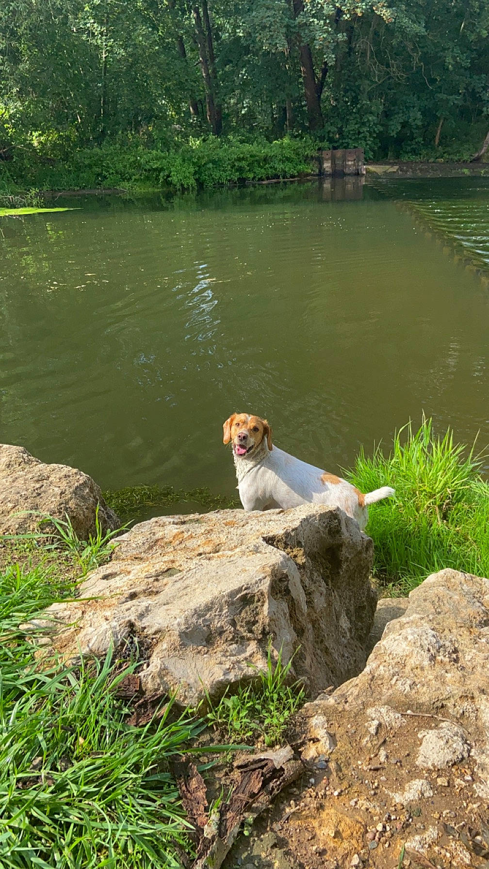 Filou participe au concours pour gagner de l'argent avec cette photo : bank, carnivore, companion_dog, dog, dog_breed, fawn, fluvial_landforms_of_streams, grass, gun_dog, lake, landscape, leisure, natural_landscape, plant, rock, tail, tree, water, wood, working_animal