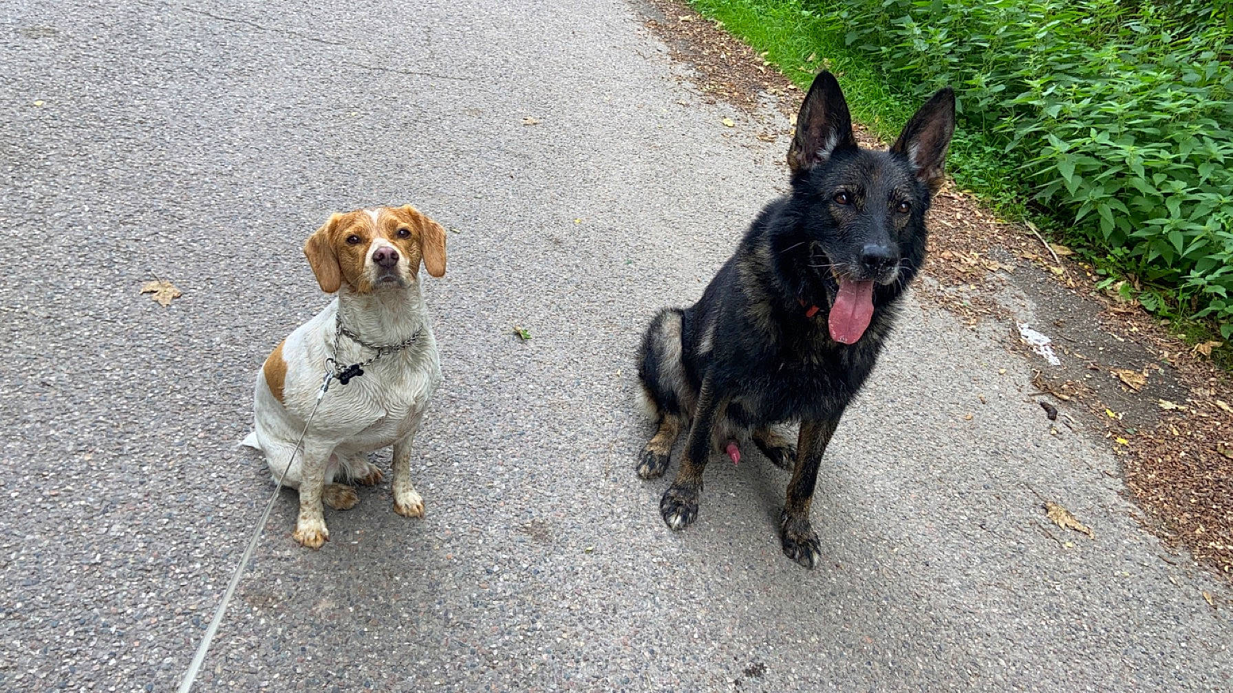 Filou a rejoint le concours — aidez-le/la à gagner de superbes lots ! asphalt, carnivore, collar, companion_dog, dog, dog_breed, dog_collar, dog_supply, fashion_accessory, herding_dog, leash, pet_supply, plant, road_surface, sidewalk, sporting_group, street_dog, tail, working_animal, working_dog