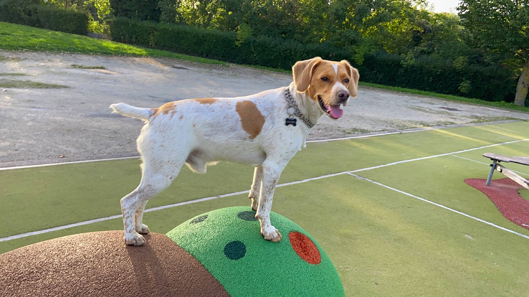 Filou participe au concours pour gagner de l'argent avec cette photo : ball, carnivore, collar, companion_dog, dog, dog_breed, dog_collar, dog_supply, fawn, grass, gun_dog, leash, pet_supply, plant, sidewalk, sporting_group, tail, tree, working_animal, working_dog