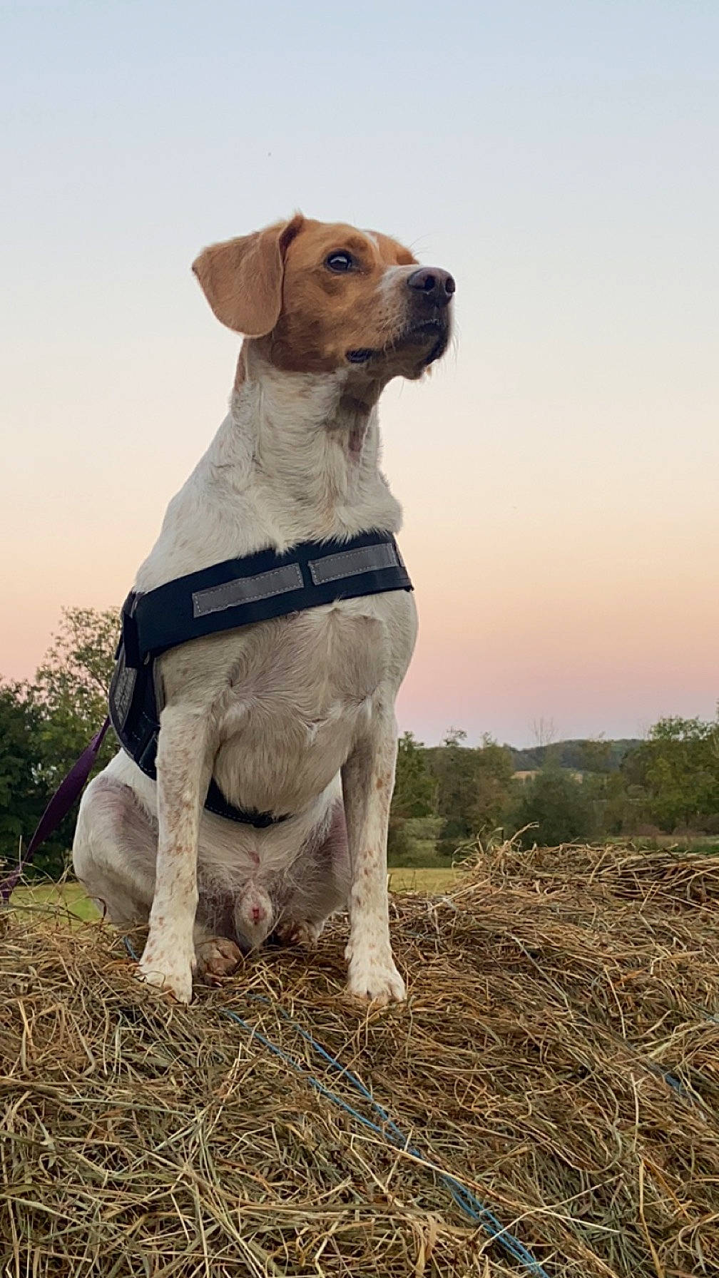 Filou a rejoint le concours — aidez-le/la à gagner de superbes lots ! agriculture, carnivore, collar, companion_dog, dog, dog_breed, dog_collar, field, grass, grassland, gun_dog, hay, landscape, plant, sky, soil, sporting_group, tree, whiskers, working_animal