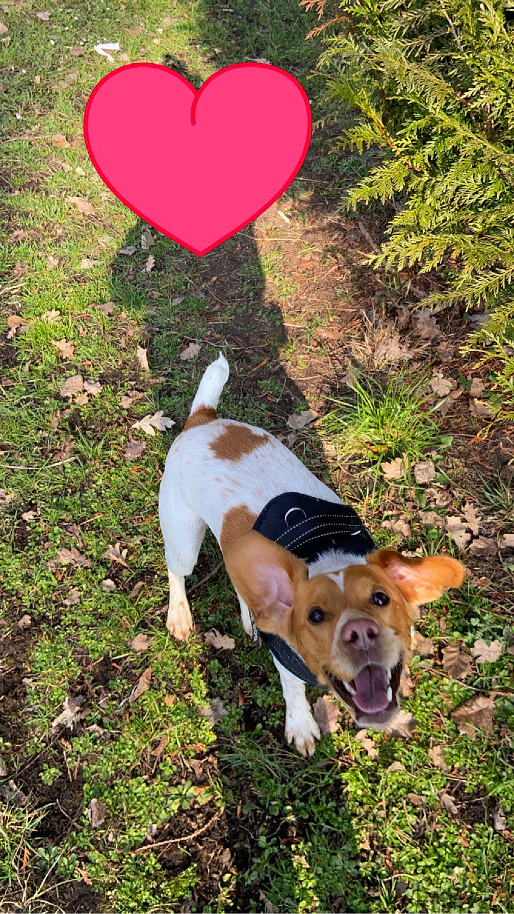 Filou participe au concours pour gagner de l'argent avec cette photo : adventure, carmine, carnivore, collar, companion_dog, coquelicot, dog, dog_breed, dog_supply, grass, happy, heart, irishjacks, non_sporting_group, people_in_nature, petal, plant, tail, walking, working_animal