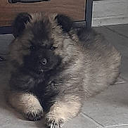 Diégo a rejoint le concours — aidez-le/la à gagner de superbes lots ! animal, cabinet, cozy, cute, dog, domestic, floor, fluffy, fur, indoor, laying, pet, puppy, resting, shadow, sleepy, small, tile, wooden, young