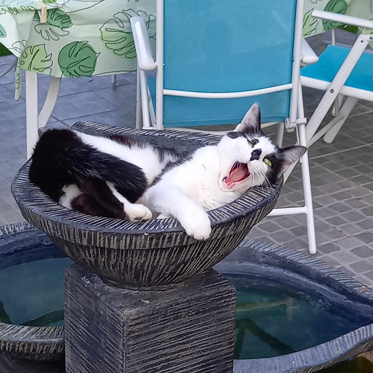 Bianca participe au concours pour gagner de l'argent avec cette photo : animal, black_and_white_cat, blue_chair, cat, chair, fur, leaf_pattern, mouth_open, outdoor, patio, pedestal, pet, relaxed, stone_bowl, sunlight, table, tablecloth, tiled_floor, whiskers, yawning