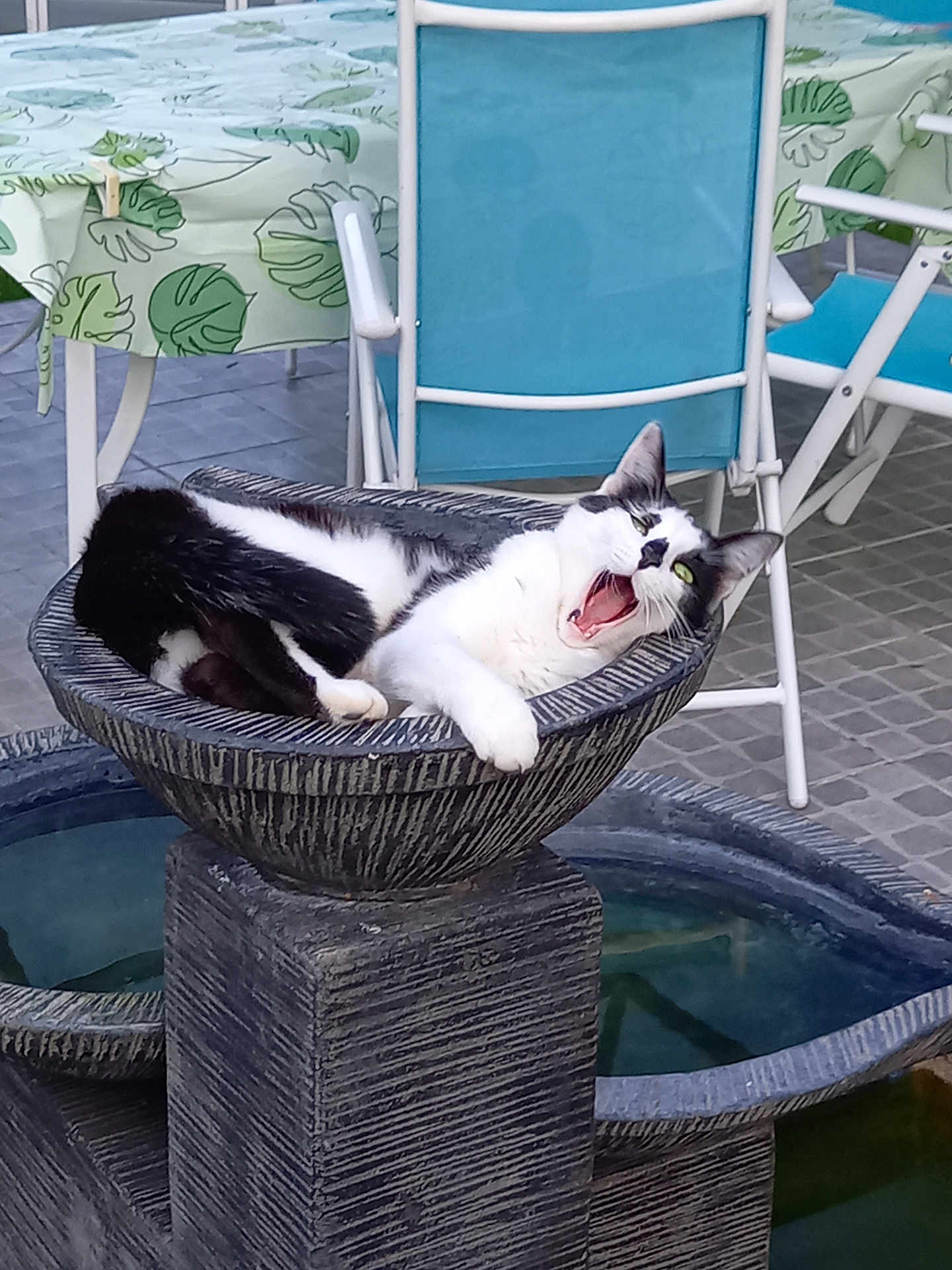 Bianca participe au concours pour gagner de l'argent avec cette photo : animal, black_and_white_cat, blue_chair, cat, chair, fur, leaf_pattern, mouth_open, outdoor, patio, pedestal, pet, relaxed, stone_bowl, sunlight, table, tablecloth, tiled_floor, whiskers, yawning