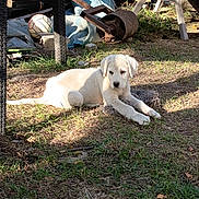 Belle a rejoint le concours — aidez-le/la à gagner de superbes lots ! puppy, dog, white_dog, animal, pet, lying_down, grass, outdoors, backyard, sunlight, fur, floppy_ears, face, eyes, nose, soccer_ball, garden_equipment, lawn, resting, portrait