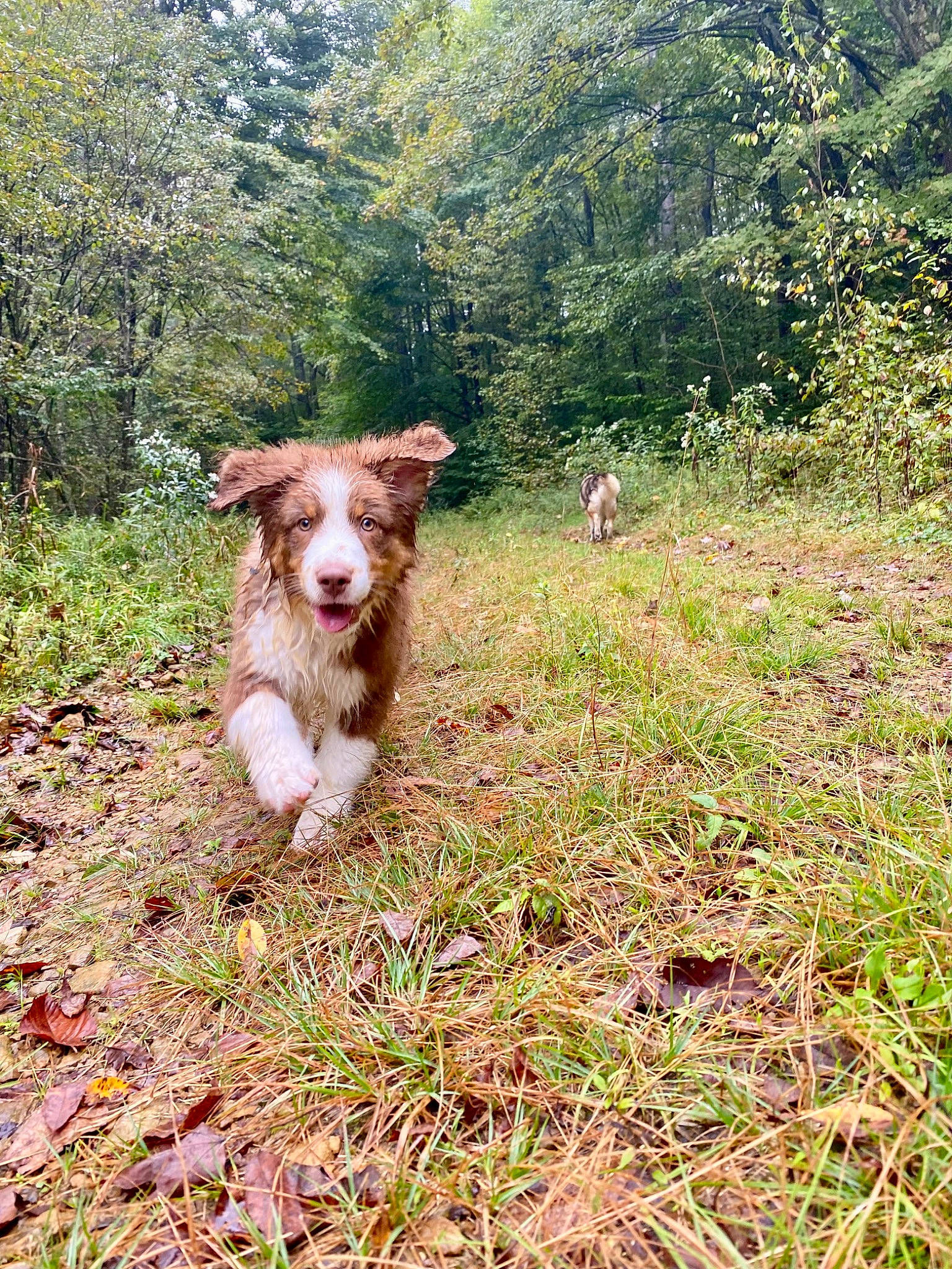 Ace joined the competition — help win amazing prizes! companion_dog, dog, dog_breed, forest, grass, grassland, groundcover, landscape, liver, livestock, natural_landscape, pasture, people_in_nature, plant, soil, terrestrial_animal, texas_heeler, tree, walking, working_animal