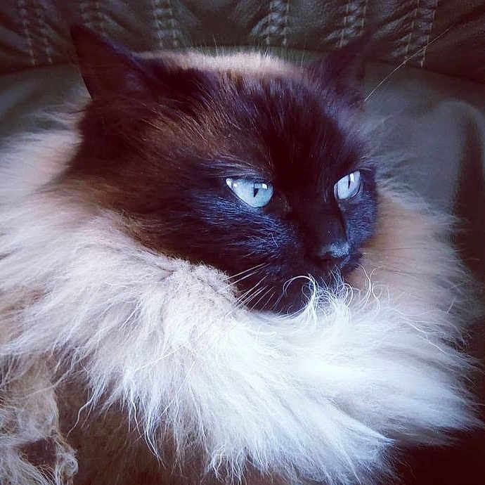 Chipie a rejoint le concours — aidez-le/la à gagner de superbes lots ! angora, animal, cat, clothing, fur, kitten, manx, pet, siamese