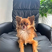 Uno a rejoint le concours — aidez-le/la à gagner de superbes lots ! dog, chihuahua, small_dog, pet, leather_chair, indoor, plant, green_plant, fur, alert, portrait, animal, cute, sitting, paw, canine, furry, houseplant, relaxed, home