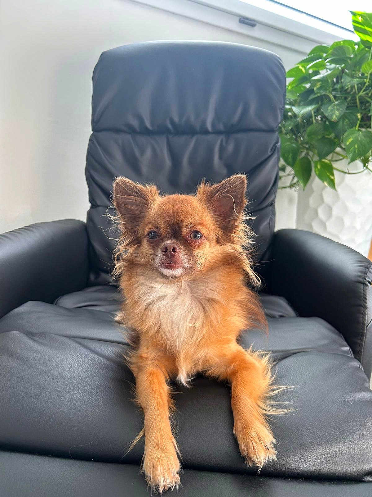 Uno a rejoint le concours — aidez-le/la à gagner de superbes lots ! dog, chihuahua, small_dog, pet, leather_chair, indoor, plant, green_plant, fur, alert, portrait, animal, cute, sitting, paw, canine, furry, houseplant, relaxed, home
